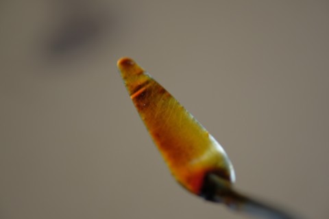 aspect chaleureux ambré du vernis de luthier
